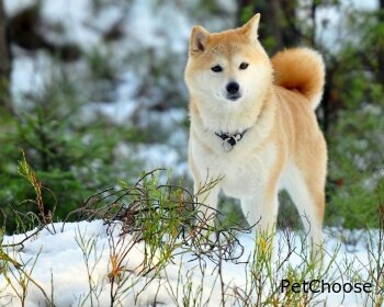 Акіта іну (Akita Inu, Akita ken, Japanese Akita, Great Japanese Dog (Obsolete))