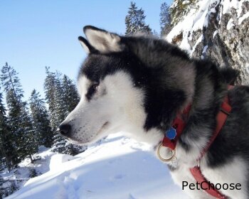 Аляскинський маламут (Alaskan Malamute)