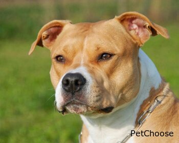 Американський стаффордширський тер'єр (Амстафф) American Staffordshire Terrier, Amstaff