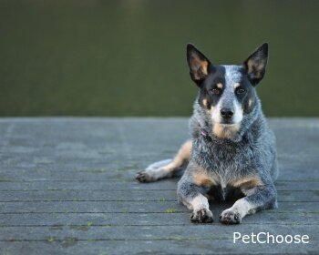 Австралійський хілер-скотар (Australian Cattle Dog, ACD, Cattle Dog, Blue Heeler, Red Heeler)