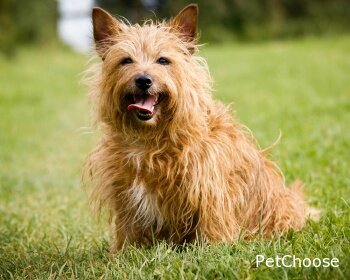 Австралійський тер'єр (Australian Terrier, Aussie)