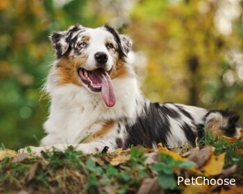 Австралійська вівчарка (Ауссі) Australian Shepherd, Aussie, Little Blue Dog