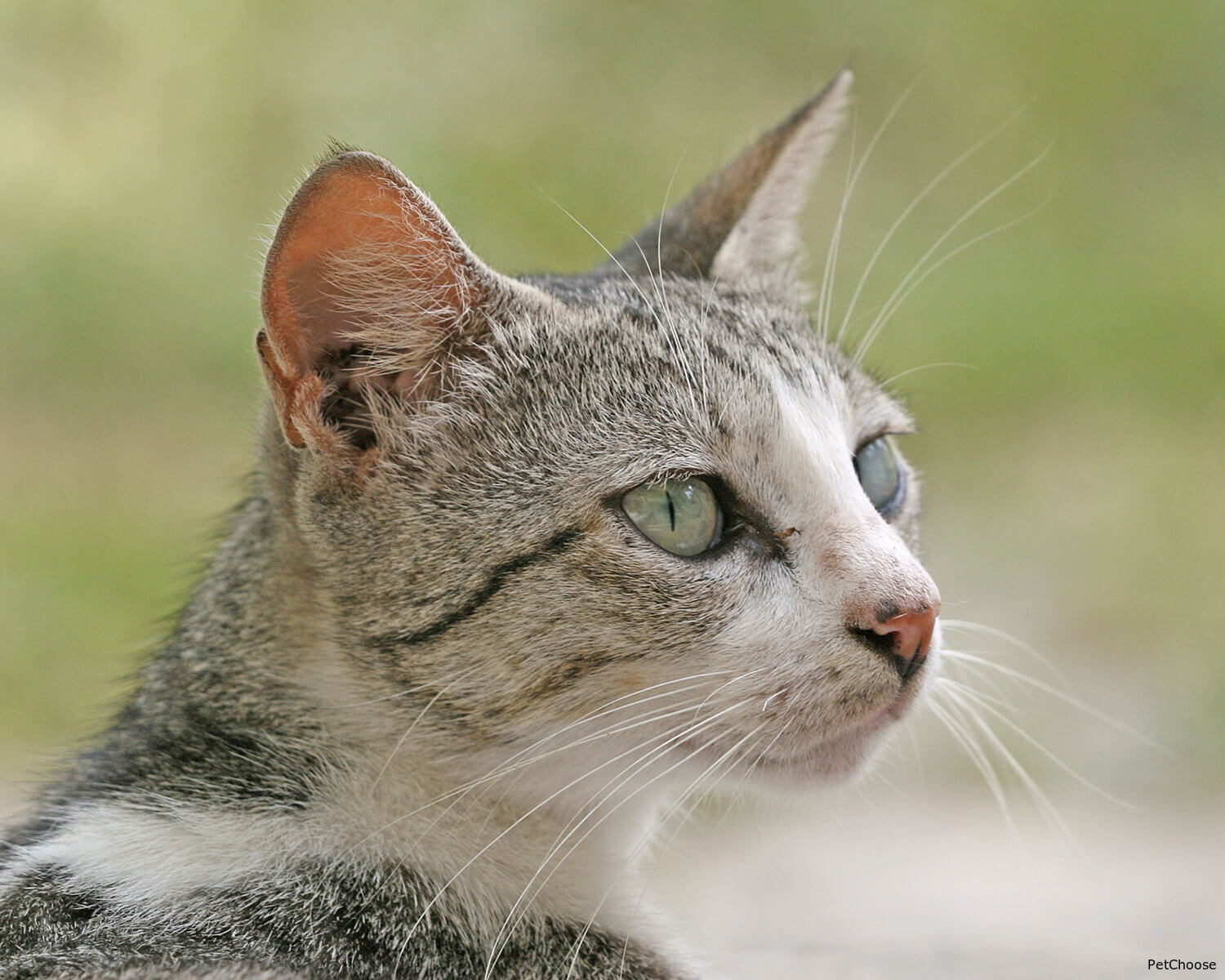 Бразильська короткошерста кішка (Brazilian Shorthair)