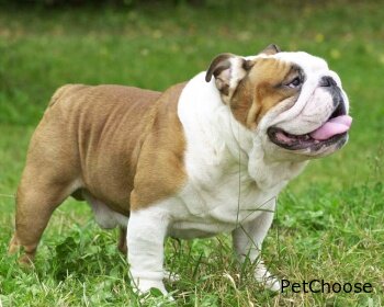 Англійський бульдог (Bulldog, English Bulldog)