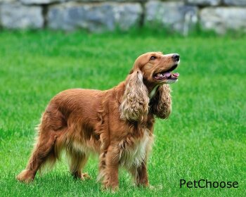 Англійський кокер спанієль (English Cocker Spaniel, Cocker Spaniel, Cocker, Merry Cocker Woker)