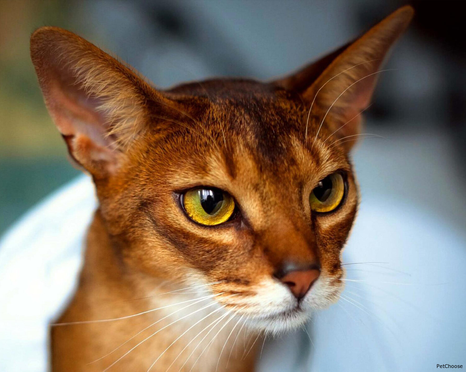 Абіссінська кішка (Abyssinian)