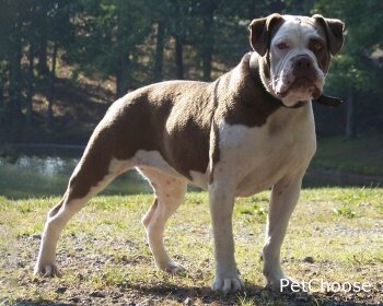 Алапаський(Алапахський) бульдог (Alapaha Blue Blood Bulldog)