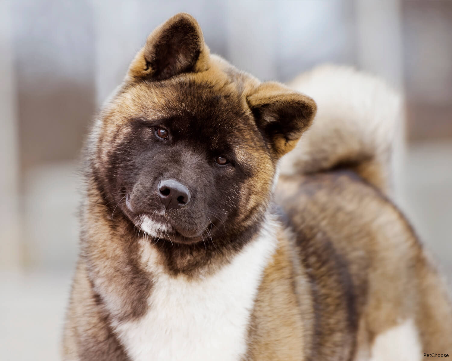 Американська акіта (American Akita)