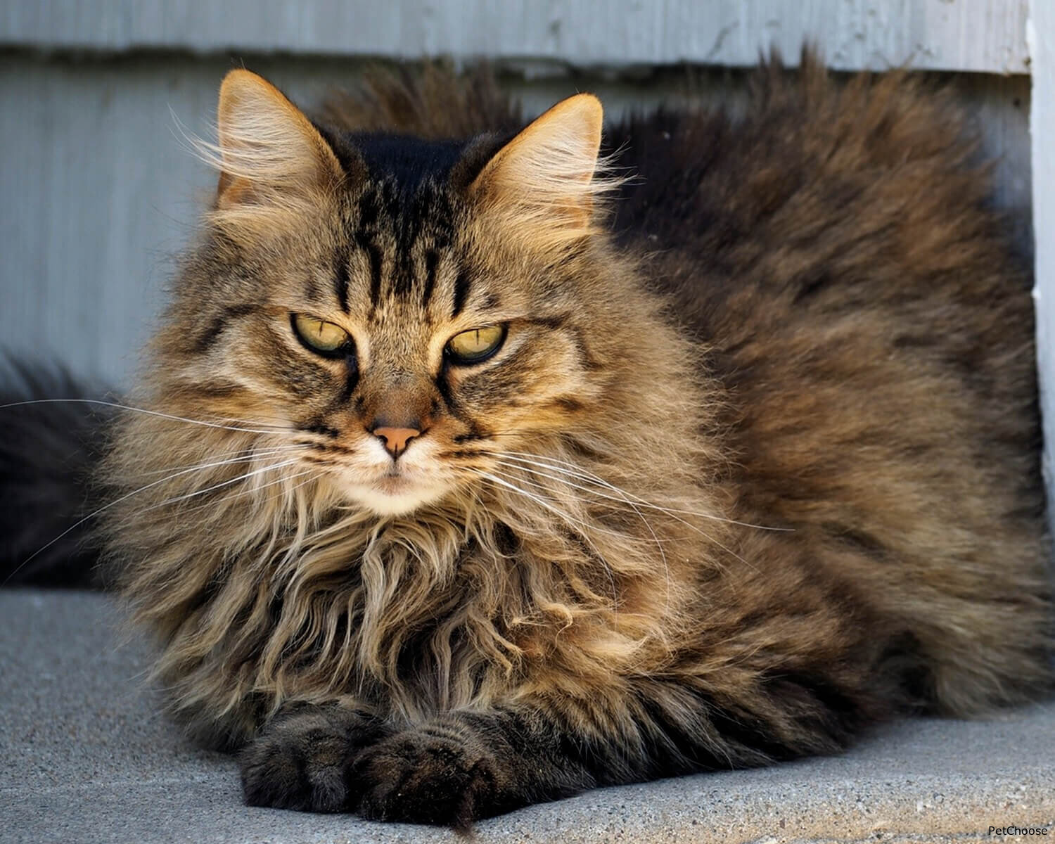 Американська довгошерста (American Longhair Cat)