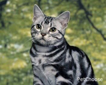 Американська короткошерста (American Shorthair, Domestic Shorthair)