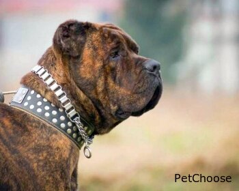 Американський бандог (American bandog)