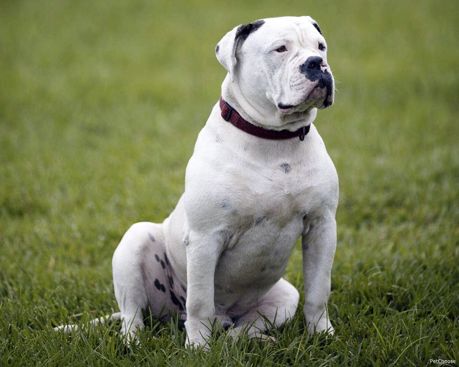 Американський бульдог (American Bulldog, AM Bulldog, Old Country Bulldog)