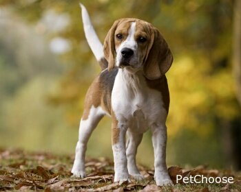 Американський фоксхаунд (American Foxhound)