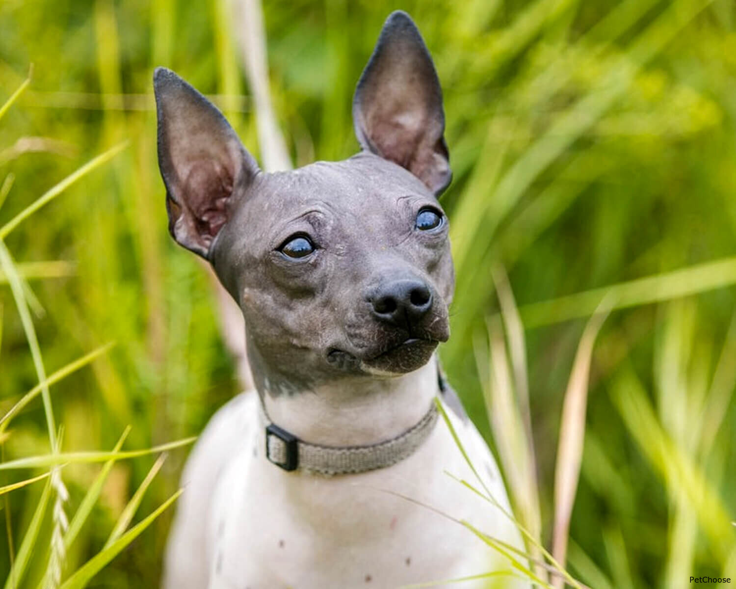 Американський голий тер'єр (American Hairless Terrier)