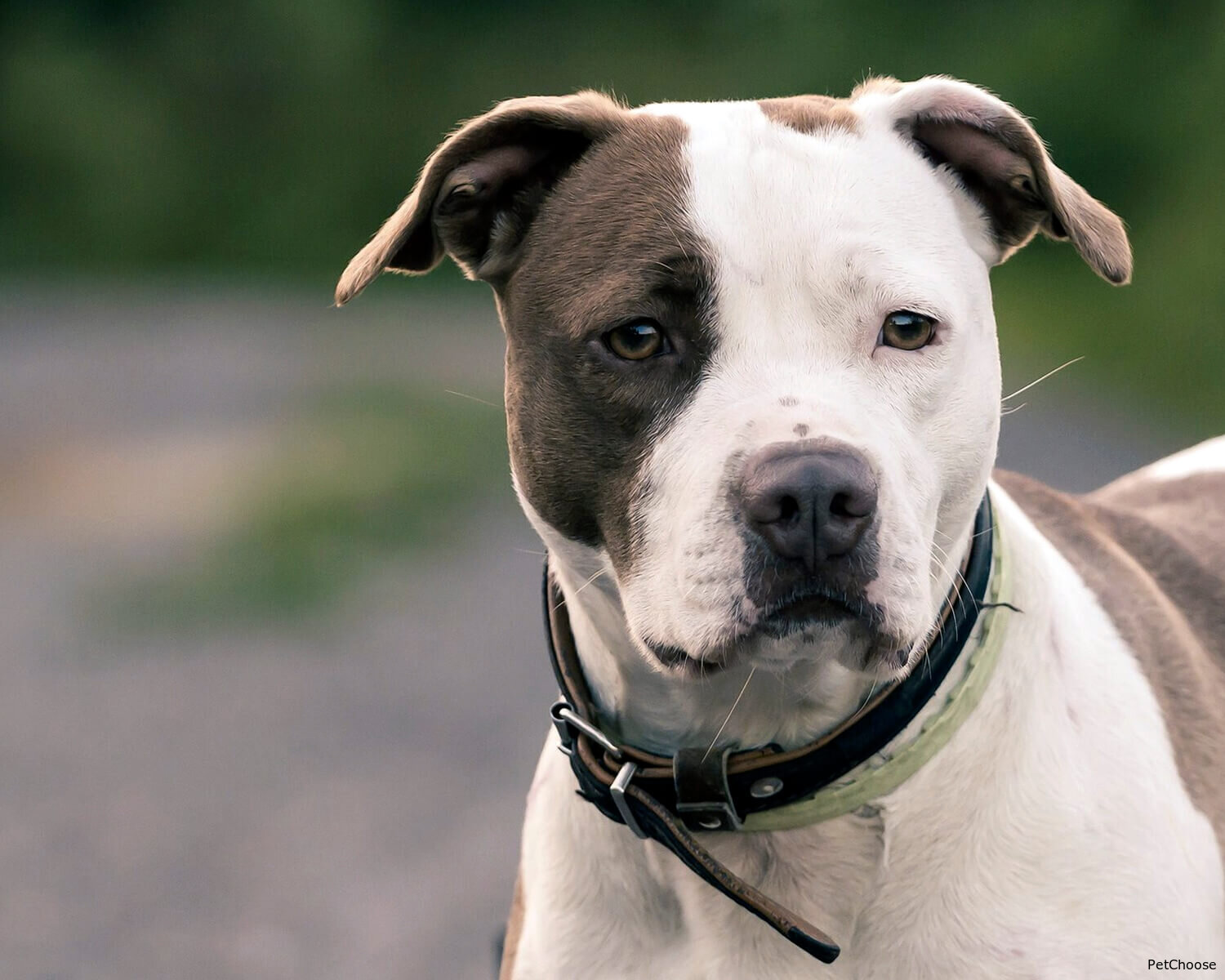 Американський пітбультер'єр (пітбуль) American Pit Bull Terrier, APBT, Pittie, Pit Bull