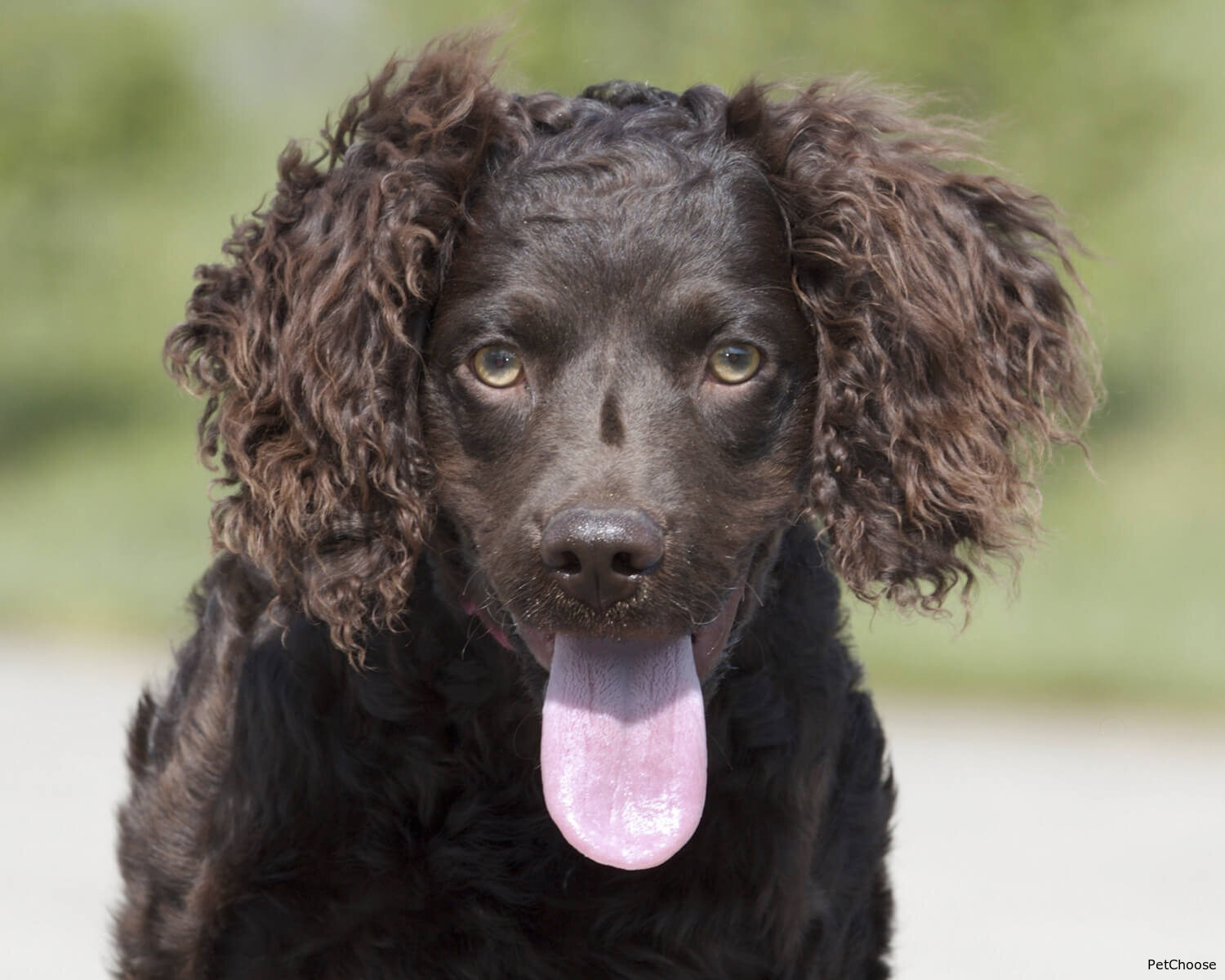 Американський водяний спанієль (American Water Spaniel)