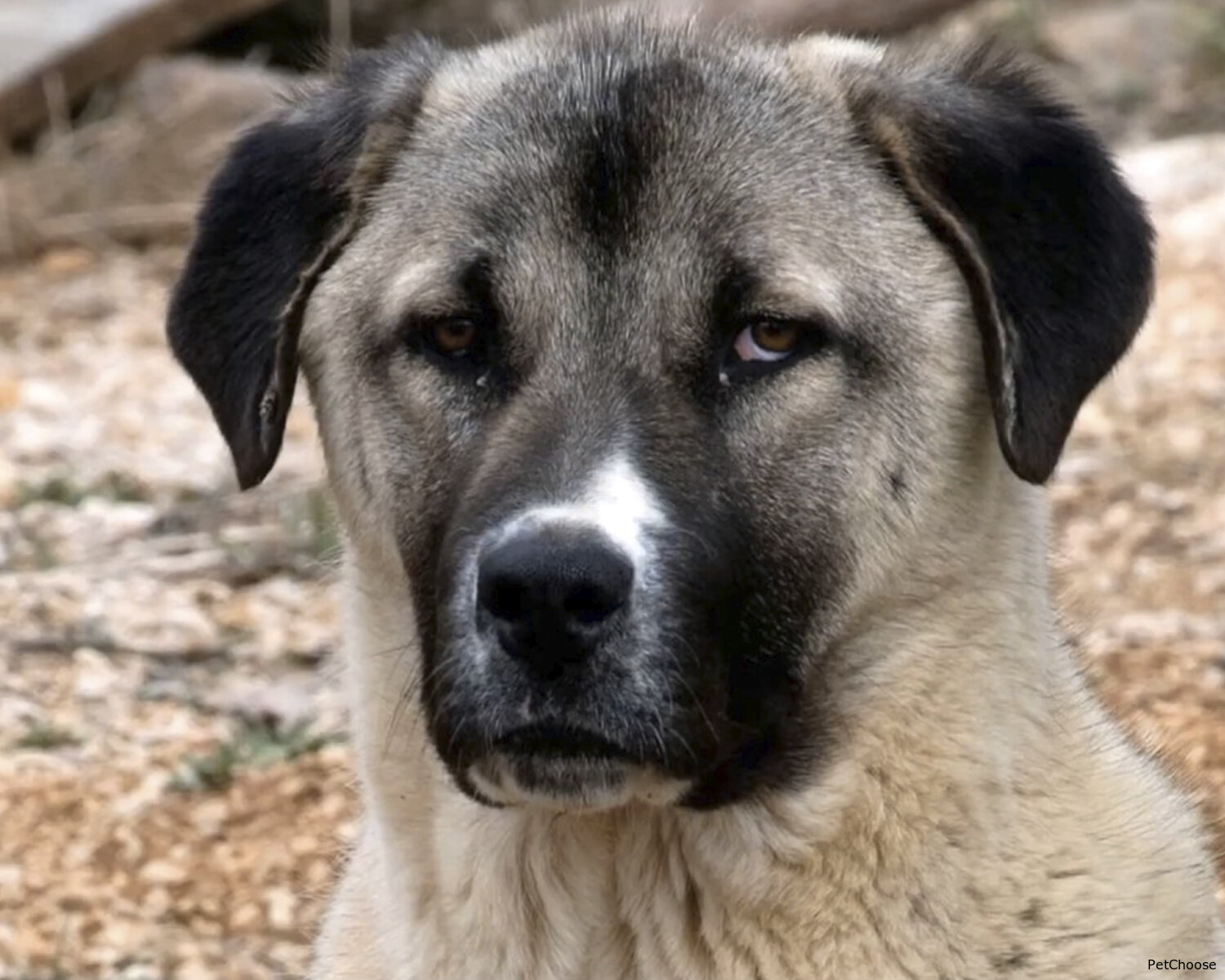 Анатолійська вівчарка (турецький кангал, карабаш) Anatolian Shepherd Dog