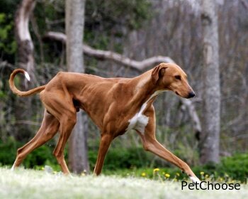 Азавак (африканська гонча) Azawakh, African hound