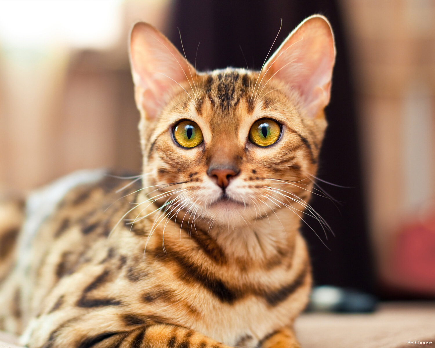 Бенгальська кішка (Bengal Cat, American Wirehair)