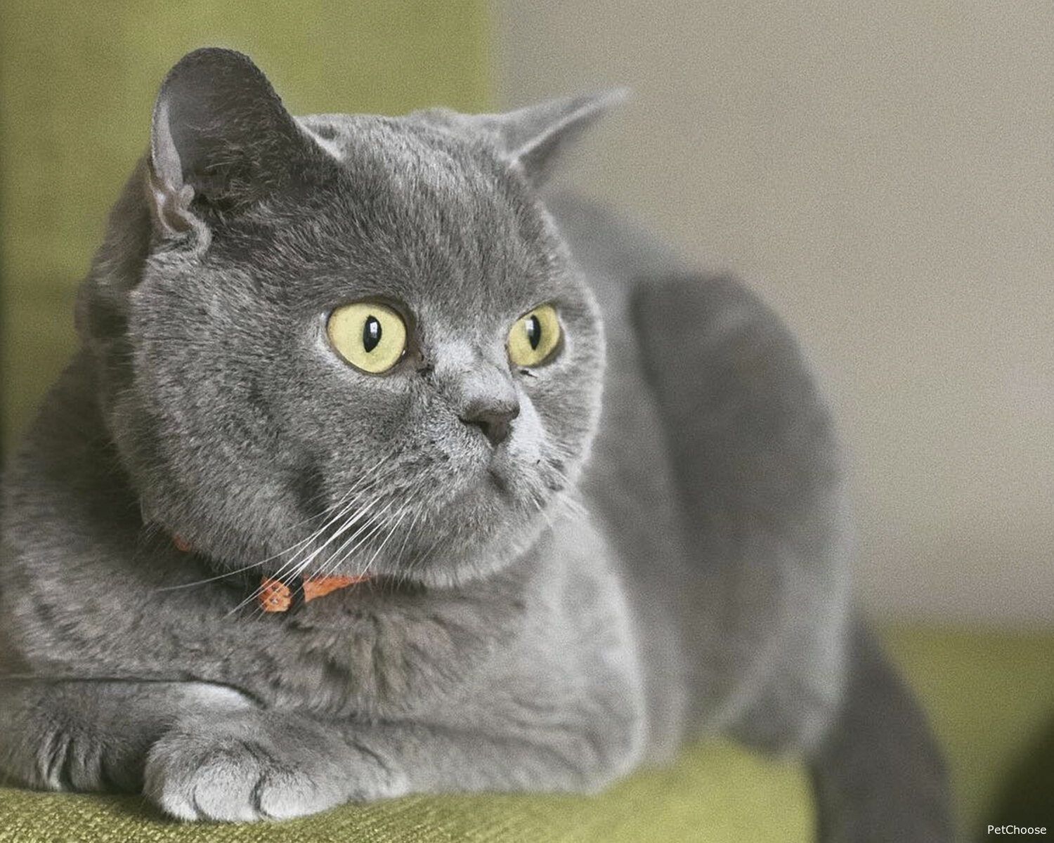 Британська короткошерста (British Shorthair, Highlander, Highland Straight, Britannica)