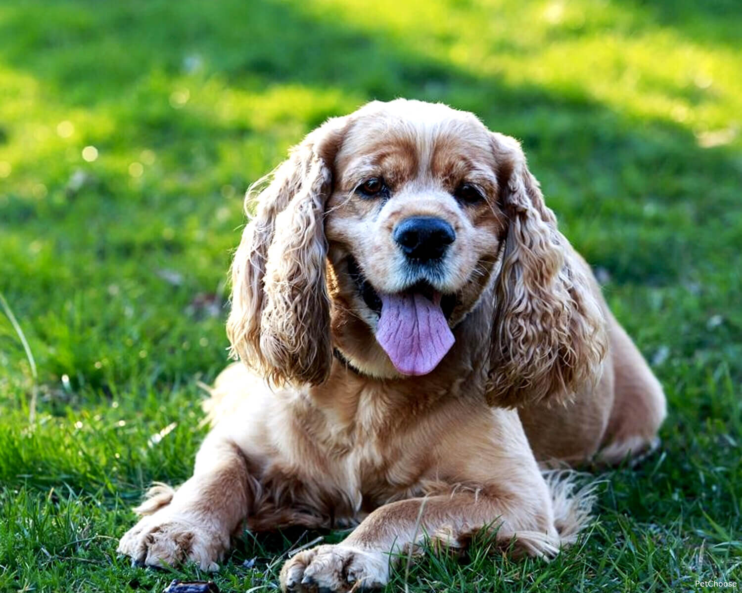 Американський кокер спанієль (American Cocker Spaniel, Cocker)