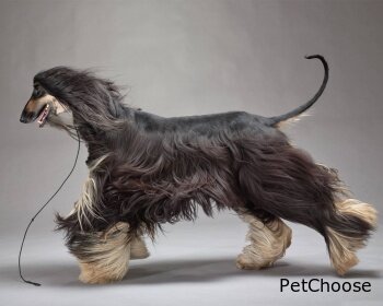 Афганський хорт(борзая) Afghan Hound, Spay, Ogar Afgan