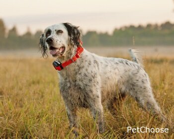 Англійський сеттер (English Setter, Lawerack, Laverack, Setter)