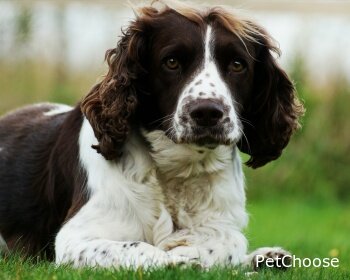 Англійський спрингер-спанієль (English Springer Spaniel, Springer, Springer Spaniel)