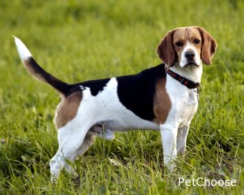 Англійський фоксхаунд (English Foxhound)