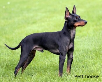 Англійська той-тер'єр (той тер'єр) English Toy Terrier, Black and tan Toy Terrier, Toy Manchester Terrier