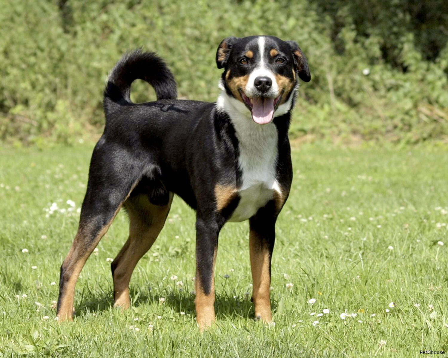 Аппенцеллер зенненхунд (Appenzeller Sennenhund)