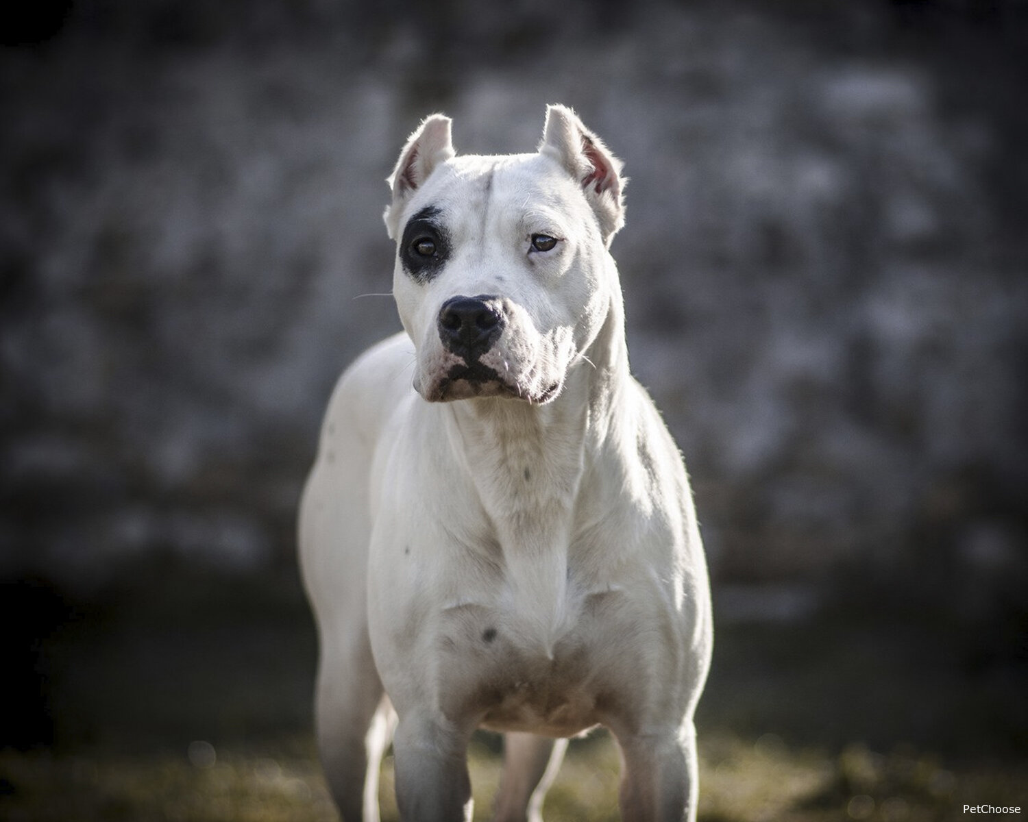 Аргентинський дог (Dogo Argentino, Argentinian Mastiff)