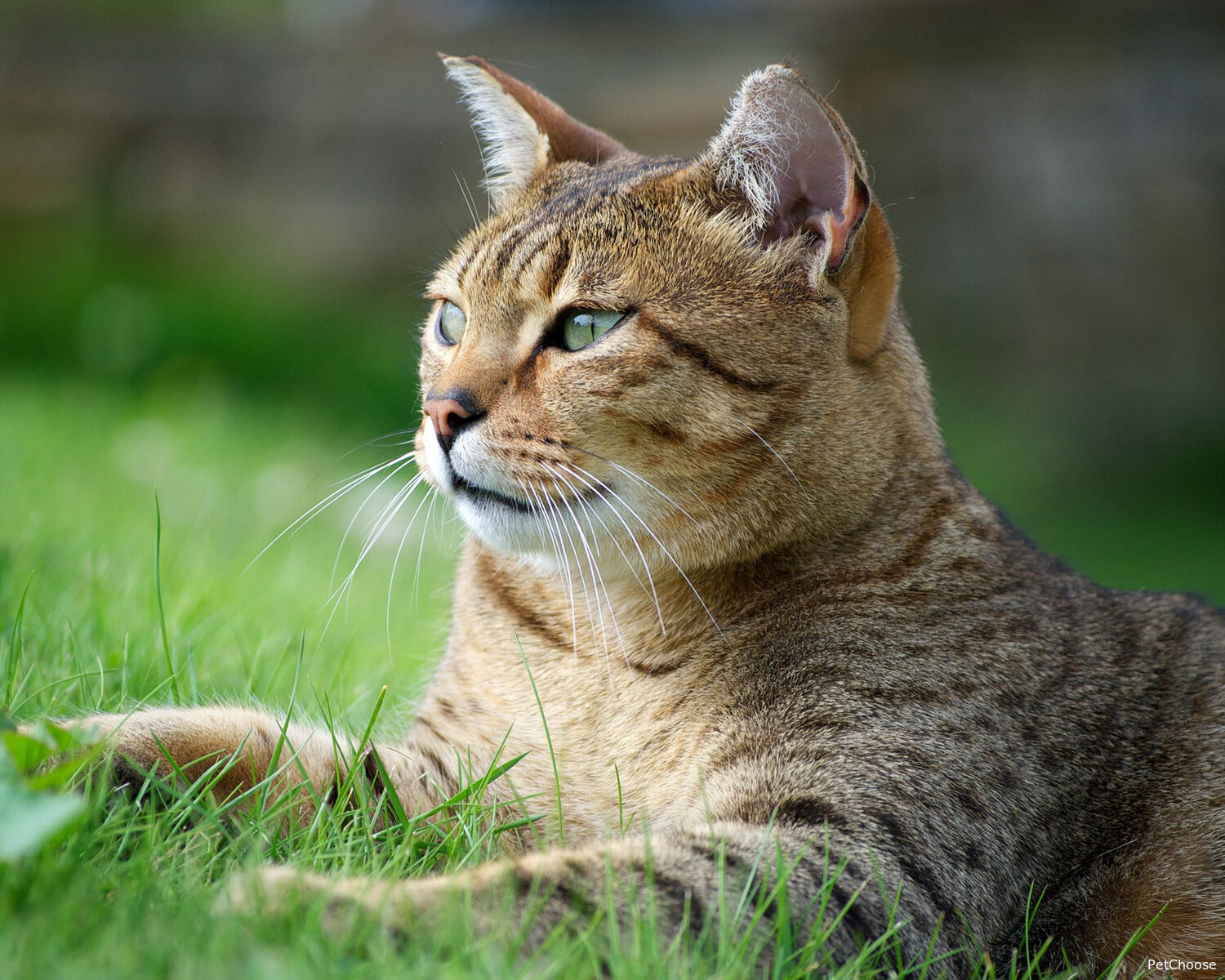 Єгипетська мау (Egyptian Mau, Pharaoh Cat)