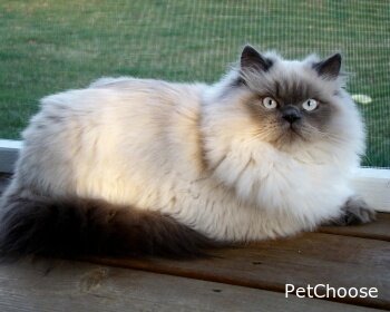 Гімалайська кішка (гімалаї) Himalayan Cat