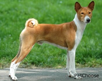 Басенджі (Basenji, African Bush Dog, African Barkless Dog, Ango Angari, Congo Dog, Zande Dog)