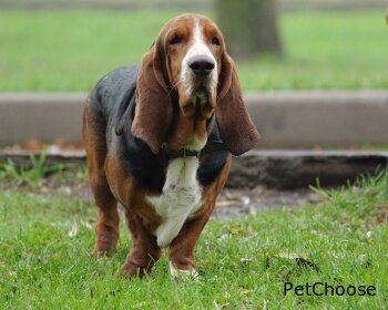 Бассет хаунд (басет гаунд) (Basset Hound, Basset, Hush Puppy)