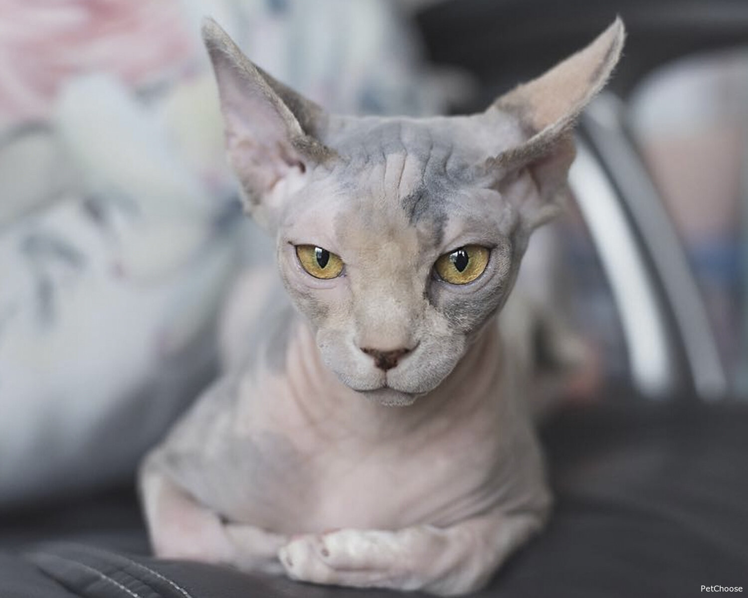 Канадський сфінкс (Sphynx, Canadian Hairless, Canadian Sphynx)