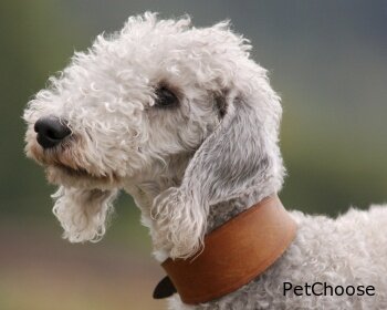 Бедлінгтон тер'єр (Bedlington Terrier, Rothbury Terrier, Rodbery Terrier)