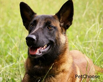 Бельгійська вівчарка малінуа (Belgian Shepherd Malinois, Mechelaar, Mechelse Herder, Mechelse Scheper, Pastor Belga Malinois)