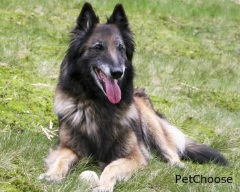 Бельгійська вівчарка тервюрен (Belgian Tervuren, Chien de Berger Belge)