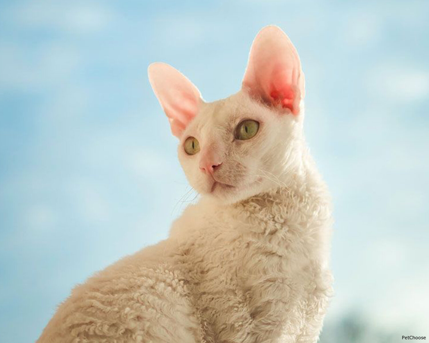 Корніш рекс (Cornish Rex)