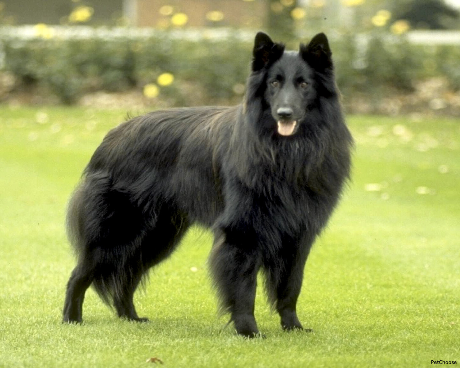 Бельгійська вівчарка грюнендаль (Belgian Shepherd Dog, Groenendael)