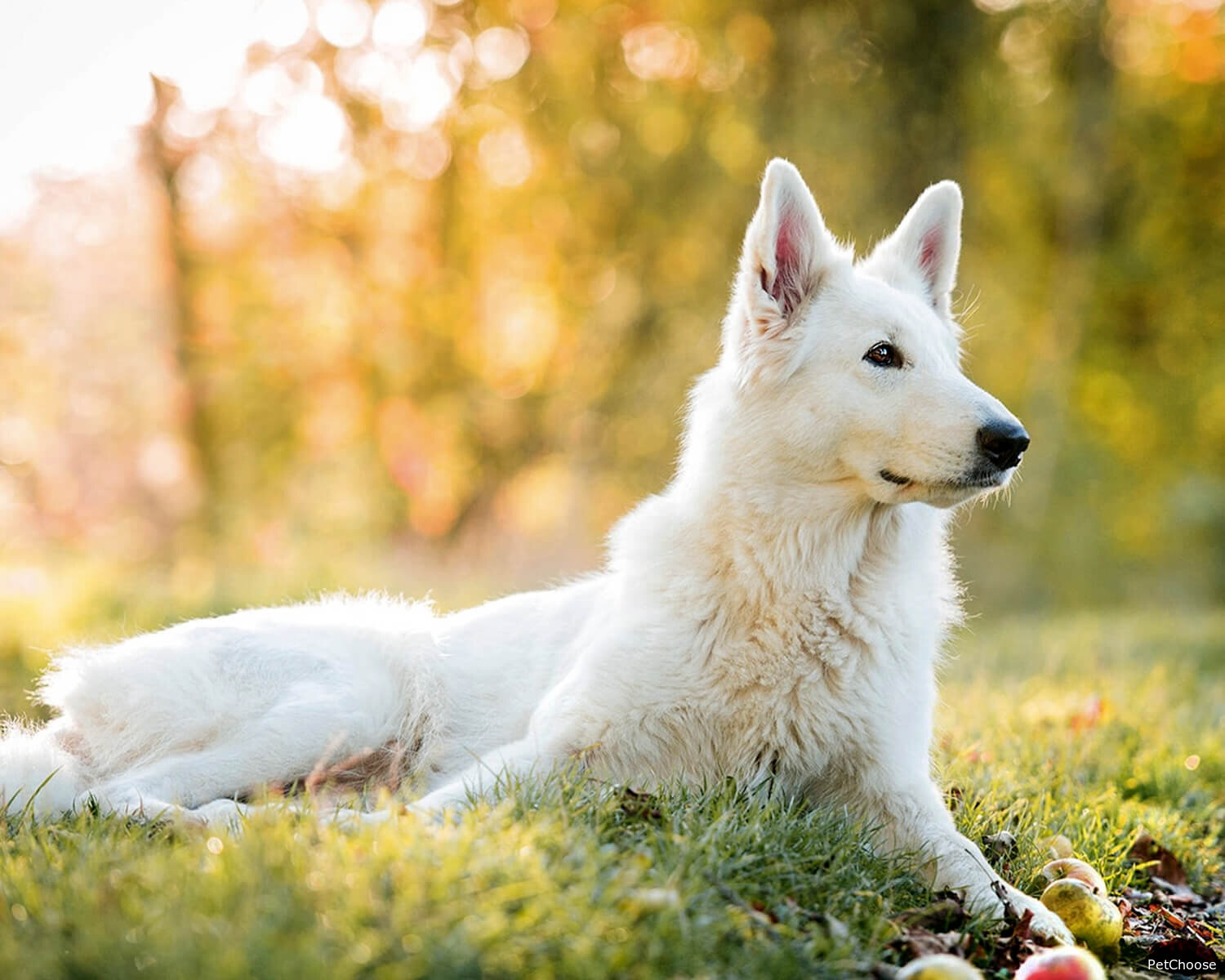 Біла швейцарська вівчарка (White Swiss Shepherd Dog)