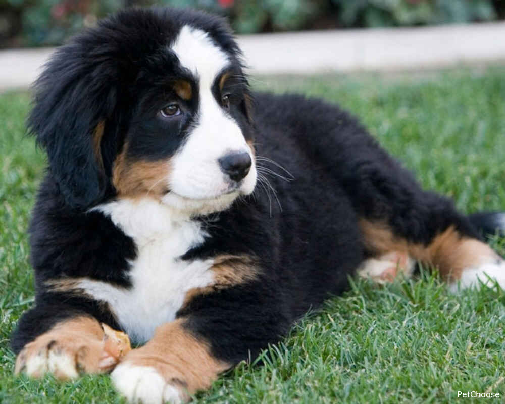 Бернський зенненхунд (Bernese Mountain Dog, Berner Sennenhund, Bernese Cattle Dog, "Berner")