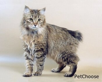 Курильский бобтейл (Kurilian Bobtail)