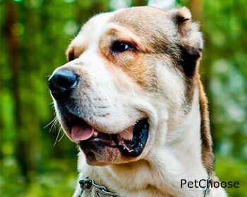 Алабай (середньоазіатська вівчарка) САО, Central Asia Shepherd Dog ...