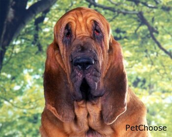 Бладхаунд (Bloodhound, Chien de Saint-Hubert, St. Hubert Hound, Sleuth hound)