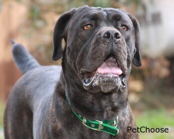 Кане корсо (Cane Corso Italiano)