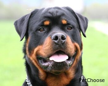 Ротвейлер (Rottweiler)