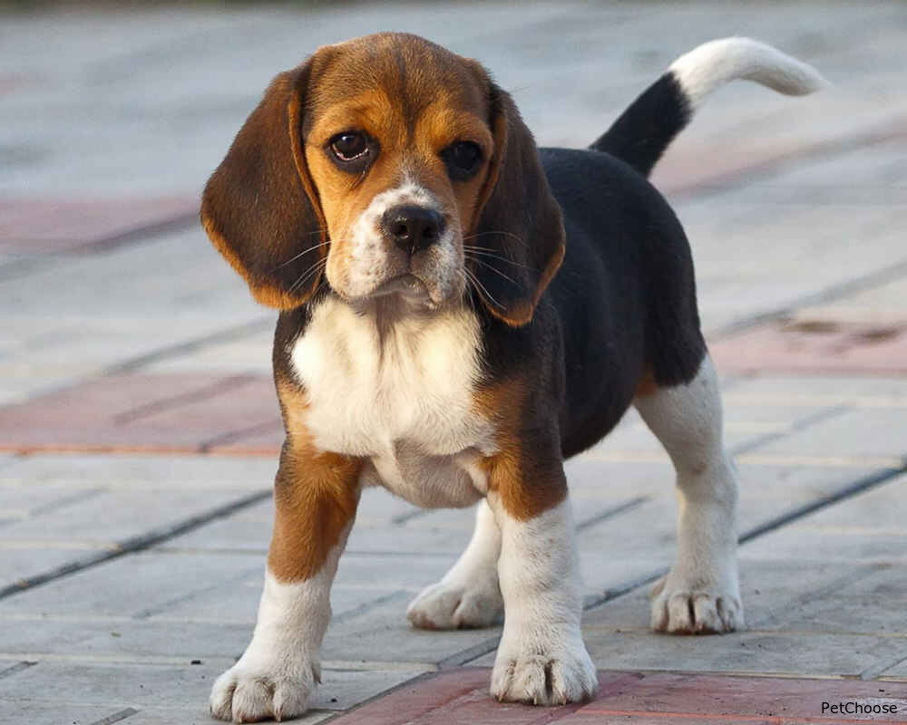 Бігль (Beagle, English Beagle)